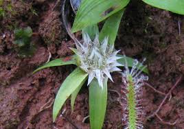 Image result for Eriocaulon africanum
