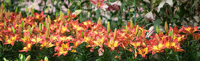 Around four weeks later, after the flowers have dried, use them to decorate the matte in. How To Care For Lilies A Guide For Planting Lily Bulbs Breck S