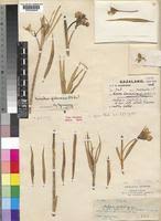 Image result for Kanahia laniflora