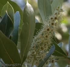 Image result for Terminalia sericea