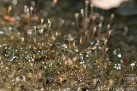 Image result for Tristicha trifaria