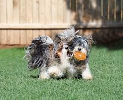 Biewer puppies for sale and dogs for adoption in texas, tx. Biewer Terrier Puppies For Sale In The Southern United States Rocky Mountain Biewer Terriers