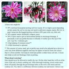 Let's consider how cactus plants have adapted to the desert. Basic Potting Mix For Epiphyllum Hybrids From Theamateursdigest Com Epis Sedum Euphorbia Succulents