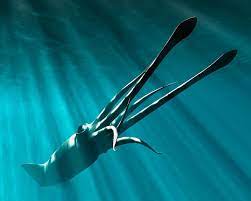Amazing Rare Giant Squid Caught On Film In Japan Giant Squid Colossal Squid Real Sea Monsters