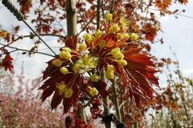 This tree should be planted at least 15ft from buildings. Deborah Norway Maple Barcham Trees