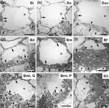 Image result for Blepharis diversispina