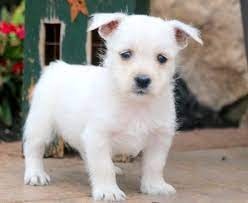 Bouncing Brandon West Highland Terrier Puppy For Sale Keystone Puppies West Highland Terrier Puppy West Highland Terrier Terrier Puppy