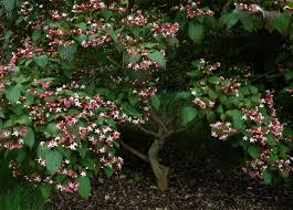 Image result for Clerodendrum fuscum