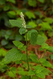 Image result for Platostoma