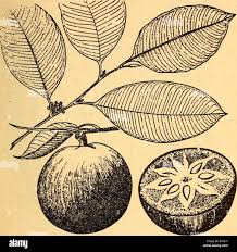 Image result for Chrysophyllum