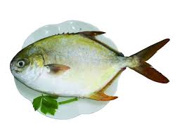 golden pompano minimal logos inspiration fish pet marine fish