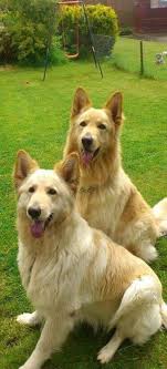 Black And Cream German Shepherd Puppy Champagne Cream Colored German Shepherds Germanshepherd German Shepherd Dogs German Shepherd Puppies Shepherd Puppies