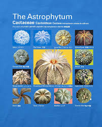 Image result for Thesium asterias