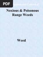 Image result for Persicaria hystricula