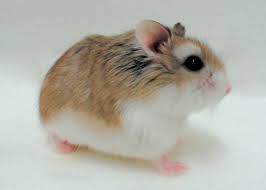 Dwarf hamsters often live longer than syrians, with a life expectancy that depends on the species. Dwarf Hamster Care Roborovski Russian Chinese Hamster Petco