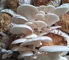 🍄Budidaya Jamur Tiram Fresh Mushroom Kami menyediakan: Jamur Tiram Fresh,  Jamur Kering(Dried Mushroom), Baglog Jamur, Bibit Jamur F1&F2, Alat-Alat  Budidaya Jamur/Plastik Baglog, Ring Tutup Cincin, Kapas Majun dll.  👉📱Untuk Informasi Lengkap dan