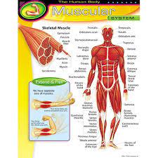 Find the perfect human muscle anatomy stock illustrations from getty images. Large Illustration Shows And Names Major Muscles Of The Human Body Insets Include Muscle Cross Section And Show How P Muscular System Human Body Muscle System