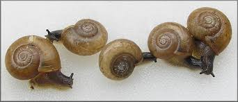 Image result for Gonatopus clavatus