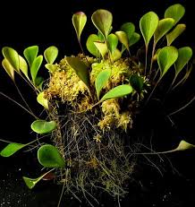 Image result for Utricularia appendiculata
