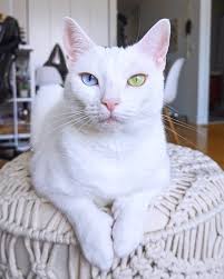 Catz