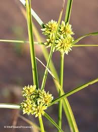 Image result for Cyperus nuerensis