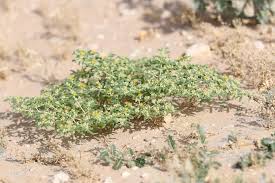 Image result for Zygophyllum simplex