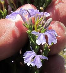 Image result for Goodeniaceae