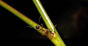 See ehrlich pest control's top ten list of household pests, including flies, bed bugs, mosquitoes, stinging insects, and more. Effective Home Pest Control Tips Besides Screaming Tiq By Etiqa
