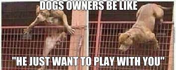 She is nearly 5 now and can hardly be arsed chasing rabbits now. Why You Hit My Dog He Was Going To Give You Your Arm Back By Fudge Packer Meme Center