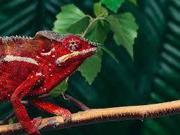 The previously accepted wisdom of how a chameleon changes color was that it was down to special cells in the skin called chromatophores. We Finally Know How Chameleons Change Their Color Smart News Smithsonian Magazine