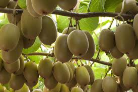Can I Refrigerate Kiwi Fruit Zespri Us