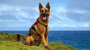 Due to quarantine laws, pets are not accepted into trinidad and tobago in the cabin or in the baggage compartment. Tips On Traveling To Hawaii With Pets Panda Travel