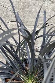 Image result for Ophiopogon