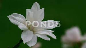 White Magnolia Flower Blossoms In Spring Time Nature Floral Video Stock Footage Blossoms Spring Flower White Magnolia Flower Blossom Flower White Magnolia