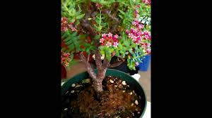 Lego bonsai custom weeping willow instructions pot tree plant garden. Crassula Sarcocaulis Ming Jade Plant Review Youtube