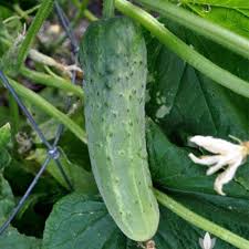 Image result for Cucumis sativus