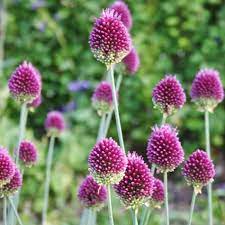 25 Drumstick Allium