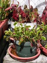 Beautiful Carnivorous Plants For Sale No Terrariums Required Venus Fly Trap Venus Fly Trap Care Carnivorous Plants