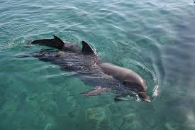 Comme les disques durs, les ssd utilisent la fonction smart pour enregistrer diverses informations sur l'état du matériel. Definition Grand Dauphin Tursiops Truncatus Futura Planete