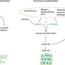 Maybe you would like to learn more about one of these? Pdf Cell Size Homeostasis In Animal Cells