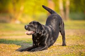 Continuing lameness, like limping or stiffness, can be caused by nerve, muscle, or bone cancer. Pet Cancer Warning Symptoms Crown Veterinary Specialists