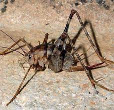 Crickets do not bite and bring good fortune to your home! Stop Camel Crickets From Invading Your Home Garden City Ny Patch