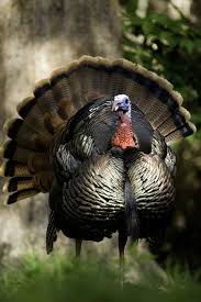 Birds That Look Like Turkeys In Florida Turkey Pet Birds Beautiful Birds Animals Beautiful