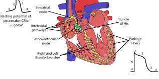 Pacemaker cells are specialized cells that cause involuntary muscles and tissues to contract or dilate. Slow Action Potential For Pacemaker Cell Science Online
