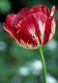 Julia Farnese 1853 English Florist Tulip Flower Pictures Tulips Tulip Bulbs