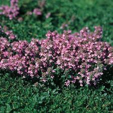 Maybe you would like to learn more about one of these? Magic Carpet Thyme Herbs Veseys