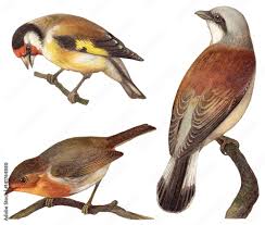 Bird collection - Goldfinch (Carduelis elegans), European Robin (Erithacus  rubecula), Red backed Shrike (Lanius collurio)  vintage illustration Stock  Illustration | Adobe Stock