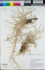 Image result for Cenchrus clandestinus