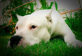 Chó chiến đấu cordoba (vi); Dogo Argentino Rassebeschreibung Wesen Haltung Und Pflege