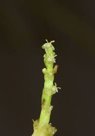 Image result for Wiesneria filifolia